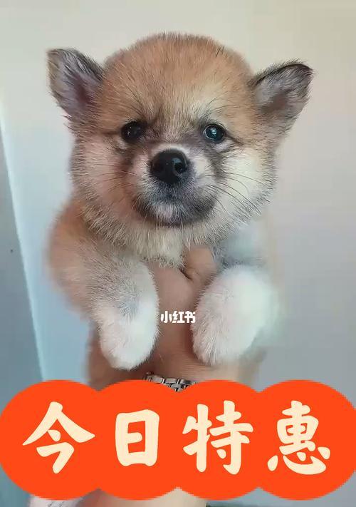 柴犬产后护理指南（注意事项）