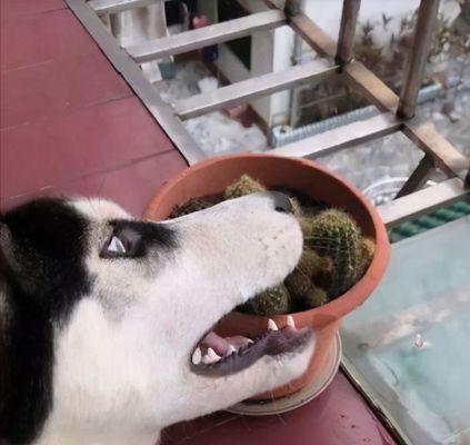 哈士奇为什么不吃狗食（探究哈士奇食性的奥秘）