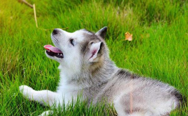 哈士奇幼犬喂养指南（从营养、喂食次数到定期检查）