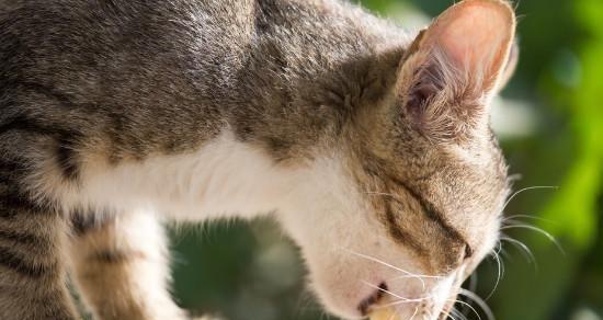 宠物猫生化检测详解（了解宠物猫的健康状态）