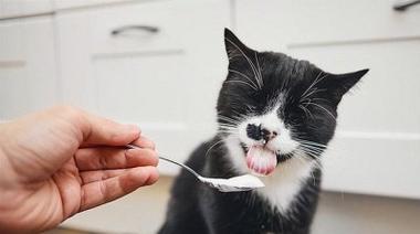 宠物猫咪产后不进食应对方法（如何照顾产后不进食的宠物猫咪）