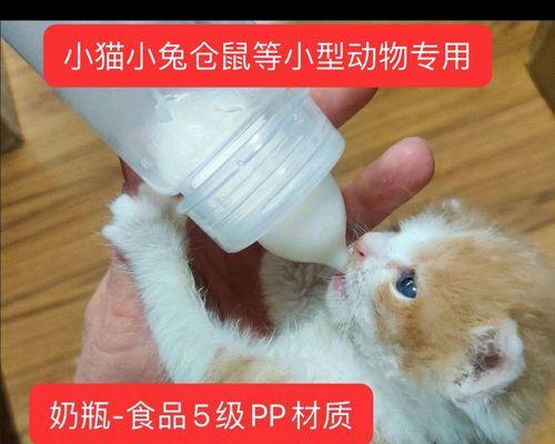 猫咪生小猫必须知道的注意事项（以宠物为主）