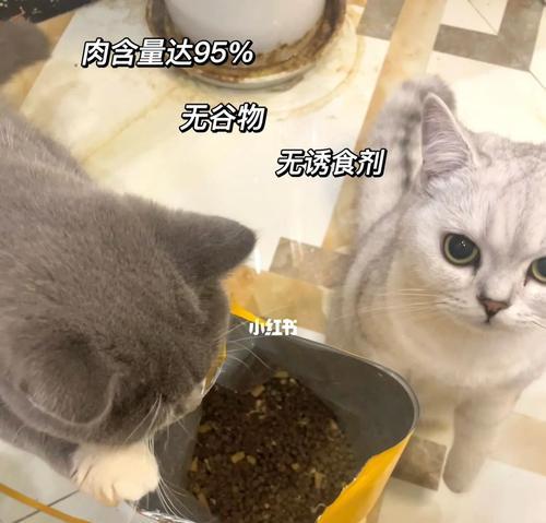 如何应对猫咪食量的变化（探究猫咪饮食习惯及猫咪食量变化的原因与解决方法）