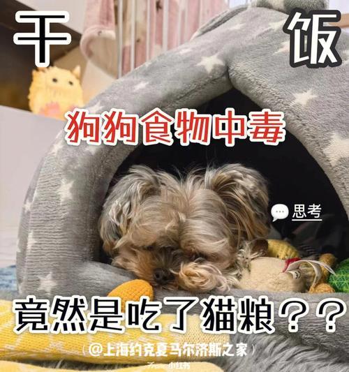 猫咪食物中毒导致抽搐的原因及应对方法（宠物护理知识与预防措施）