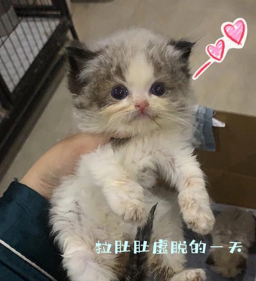 宠物猫咪受凉拉肚子该怎么办（预防、诊断与治疗措施全解析）