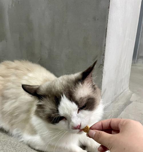 猫咪受伤后的饮食指南（如何为受伤的宠物提供适当的饮食）