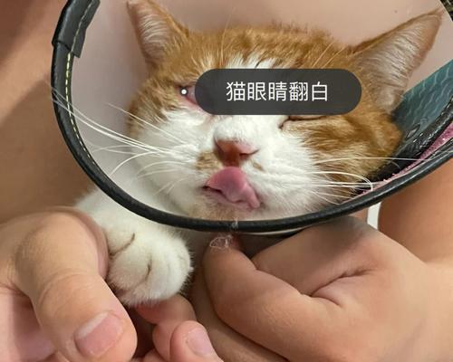 揭秘猫咪输液——从好输到坏输，你需要知道的一切（以宠物为主）