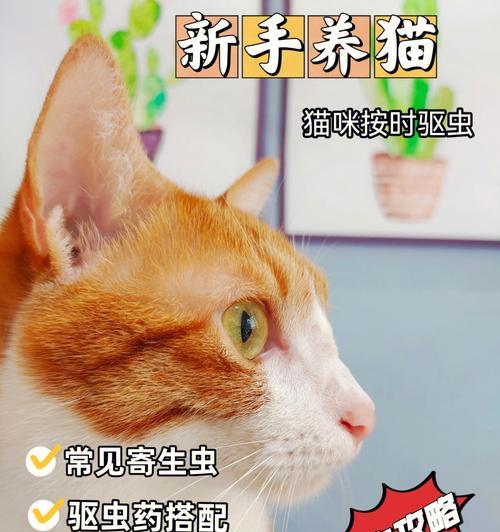 猫咪条虫的治疗方法详解（掌握科学的预防和治疗方法）