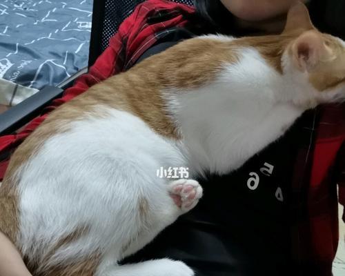 猫咪听到自己要被吃了该怎么办（宠物不是食物）