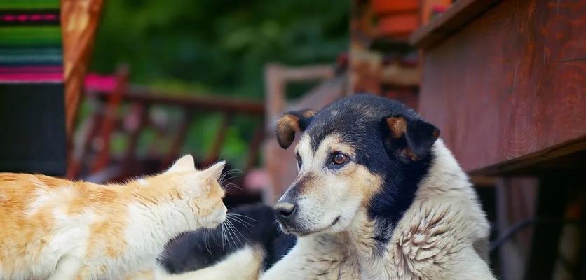 猫咪为什么突然大声叫不停（探究宠物猫咪行为背后的原因）