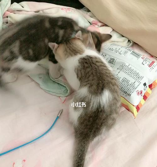 猫咪突然袭击人的原因及应对方法（了解宠物猫咪的行为习惯）