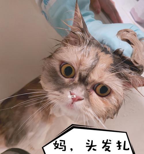 猫咪突然攻击人头发（如何应对猫咪攻击人头发的问题）