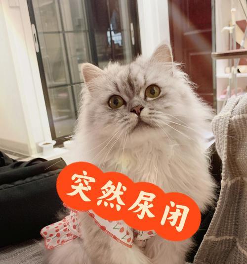 猫咪突然无法排尿可能是尿路梗阻，及时治疗避免危险（以宠物为主）