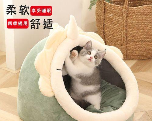 宠物猫突然在地上拉屎，你该如何应对（教你处理突发状况）