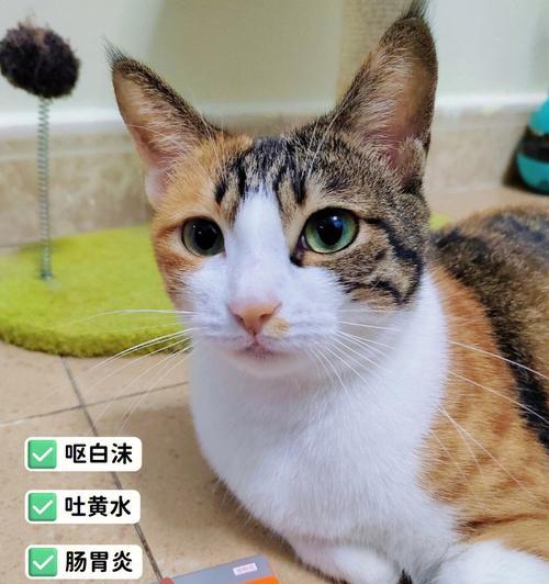 猫咪吐白沫，该如何应对（宠物健康维护）