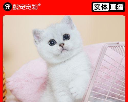 猫咪吐泡可能暗示的身体问题解析（以宠物为主）