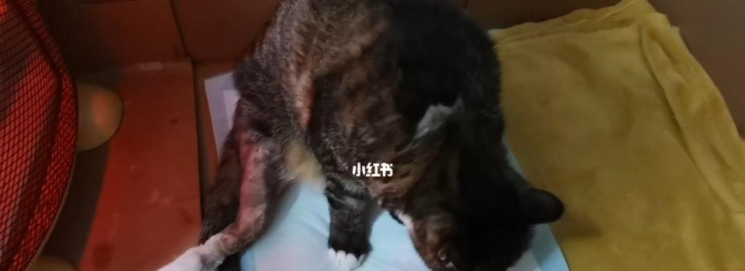 猫咪腿骨折了还能好吗（宠物腿骨折的治疗和康复全指南）