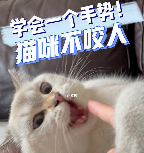 猫咪为什么最近总咬人（探究猫咪咬人的原因与应对之道）