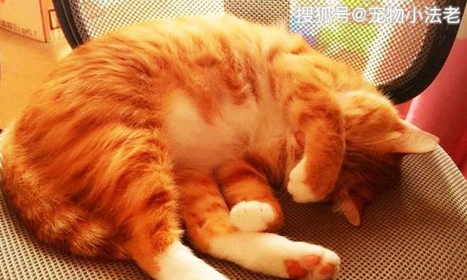 揭秘猫咪打呼噜的真相（猫咪打呼噜的原因及与健康的关系）