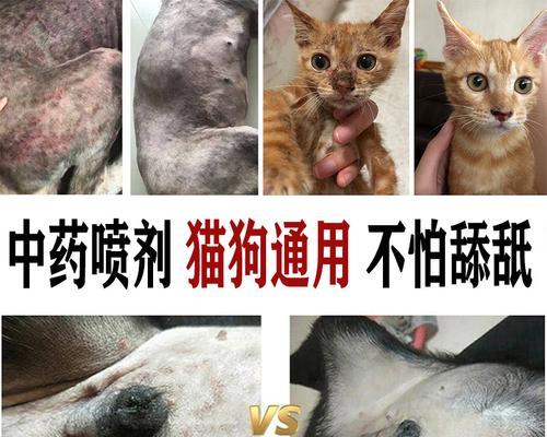 猫咪螨虫感染原因及预防方法（掌握这些知识）