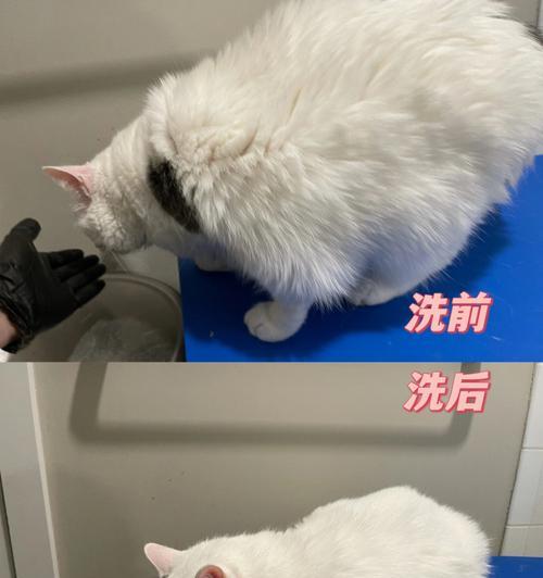 猫咪身上为何会发出臭味（探究猫咪身上臭味的由来及解决方法）