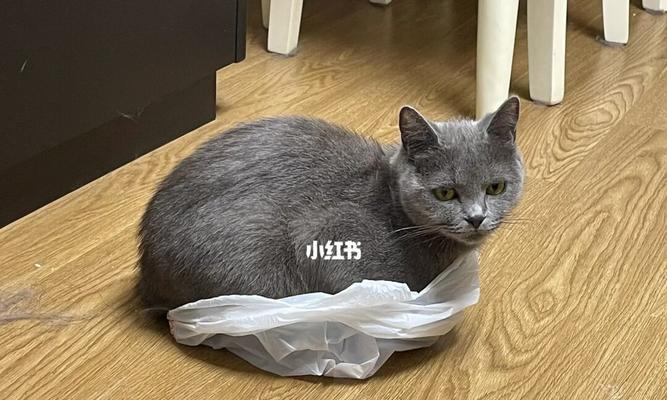 猫咪为何喜欢塑料袋（揭开猫咪喜欢塑料袋的神秘面纱）