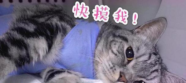 猫咪为什么喜欢主人看他？剖析爱与关系