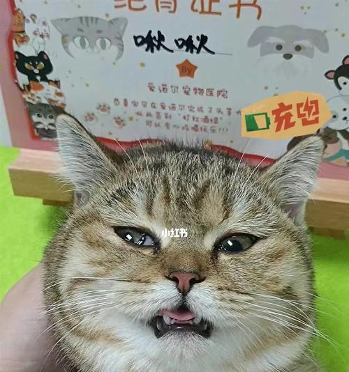 猫咪的发疯原因（了解这些）