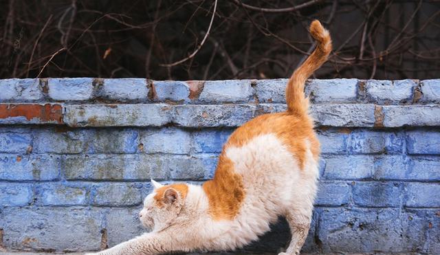 猫咪的尾巴走路之美（探寻猫咪尾巴走路的秘密）