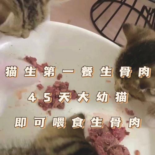 喂猫生骨肉安全可靠吗（猫咪适合食用生骨肉吗）