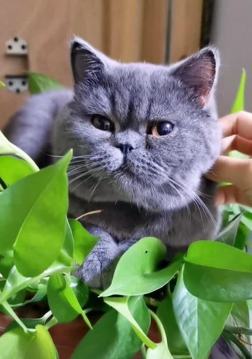 绿萝与猫咪（宠物与植物相处）