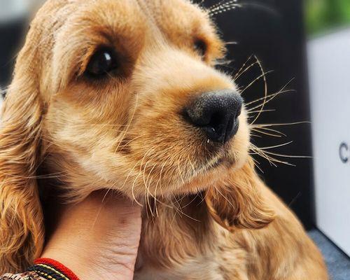 小狗自感染细小犬瘟，主人们该如何帮助（宠物犬感染细小犬瘟后的症状）