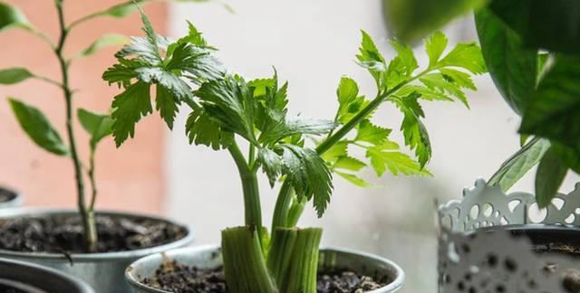 宠物小狗能否吃芹菜叶（解答小狗饮食中的疑惑）