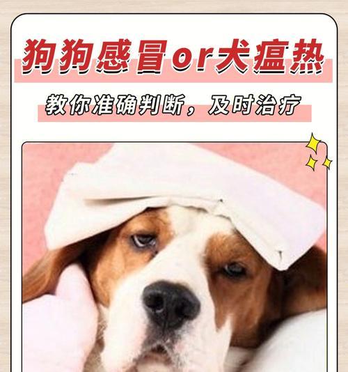 小狗犬瘟变精神，养宠避坑必看（如何保护你的宠物免受病毒侵袭）