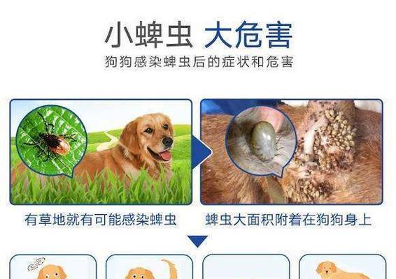 如何治疗小狗蜱虫病（宠物犬常见的寄生虫之一）