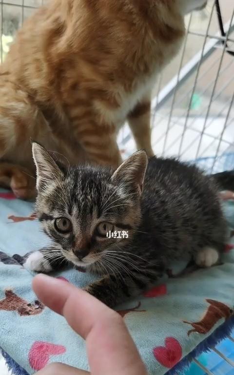 小花猫的最爱——揭秘宠物喜欢的东西（探究宠物心理）