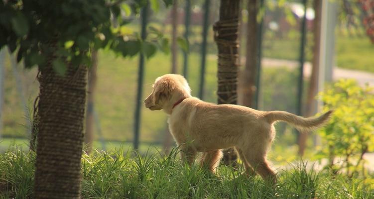 小金毛犬鼻子干怎么办（宠物爱护小贴士）