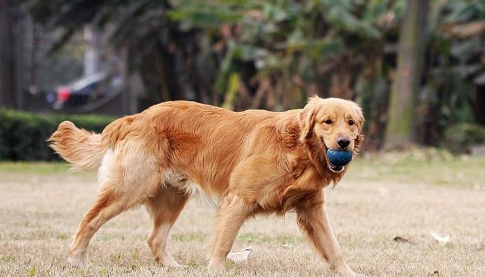 如何调理小金毛犬的食欲（宠物养护）