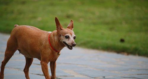 小鹿犬骨折的原因、预防和治疗方法