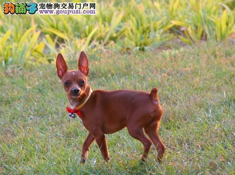 小鹿犬颜色大PK，哪个更好看（颜值争锋）