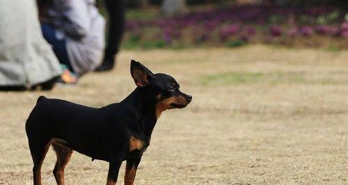 以小鹿犬喂什么狗粮好（如何选择适合小鹿犬的狗粮）