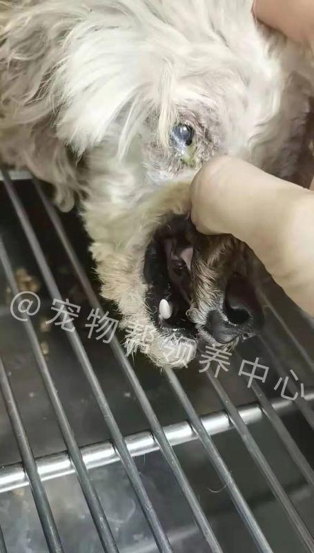 狗狗大腿骨折怎么治（以宠物为主）