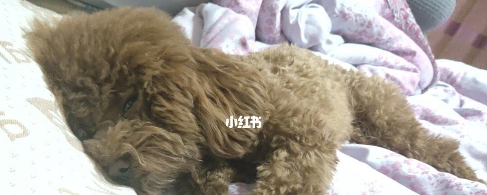 狗狗胰腺炎5天后再次呕吐该怎么办（宠物犬胰腺炎的症状）