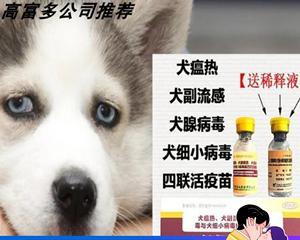 如何治疗宠物犬瘟病（教你如何帮助狗狗恢复健康）