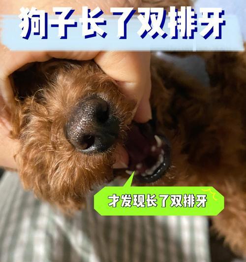 狗狗换牙期间怎么补钙（宠物健康关注）