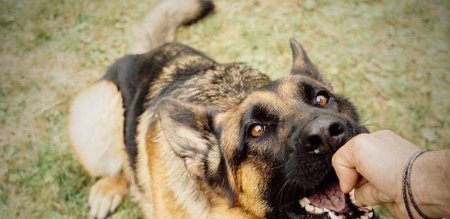 宠物狗狂犬病（了解狗狂犬病及其相关症状）