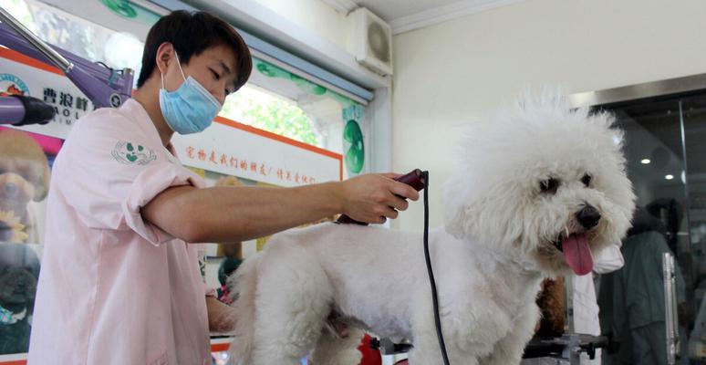 如何有效处理宠物拉稀问题（头孢药品的应用与注意事项）