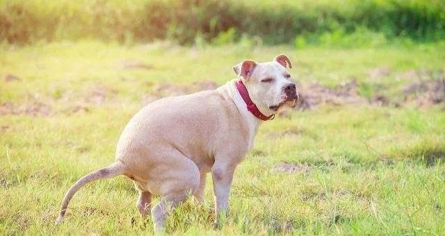 狗狗月经尿里有血丝，应该注意什么（狗狗月经异常问题原因分析及处理方法）