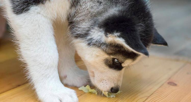 狗狗犬瘟热晚期的治疗方法（以宠物为主的护理方法）