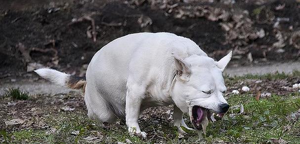 如何解决狗狗持续抽搐的问题（以犬瘟为例）